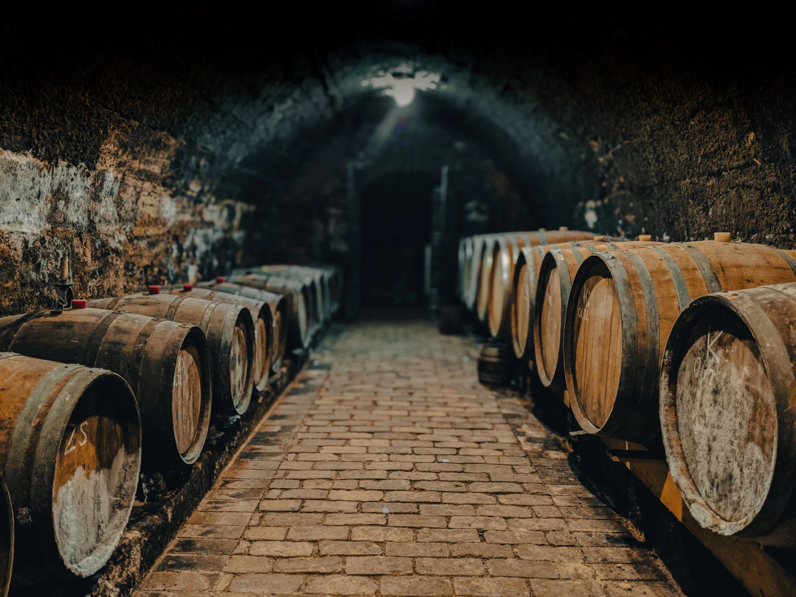 A dark cellar lined with wine barrels, lit by a single bulb.