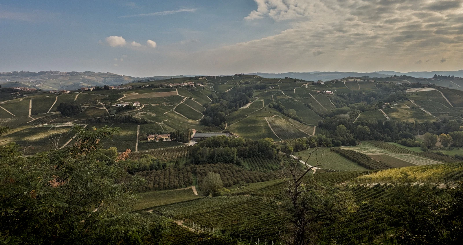 Overlooking the vineyards in the Langhe hills of Piedmont
